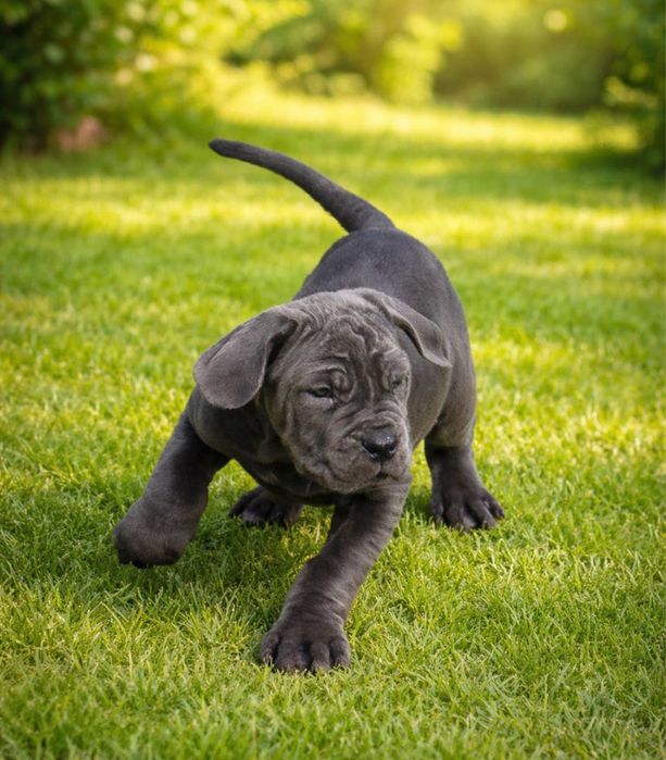 Мастіно Неаполітано мастиф мастино наполітано