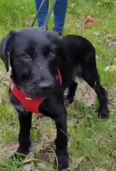 4 miesięczna sunia do adopcji