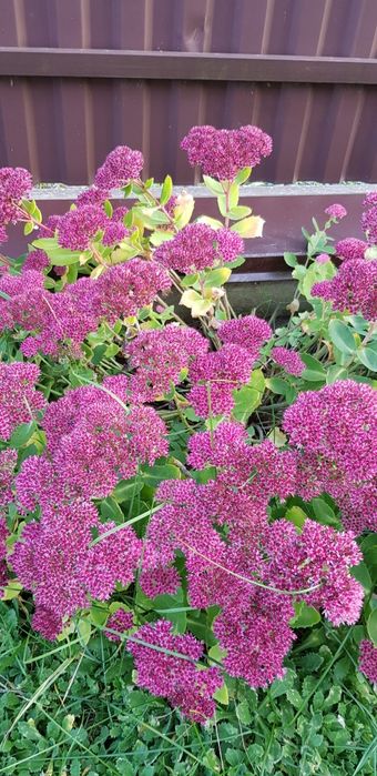 Очіток Седум великі кущі, очиток,барвінок