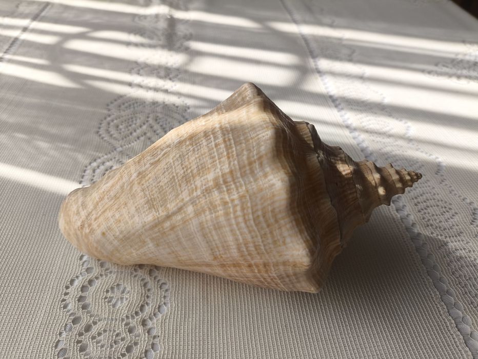 Мушля (ракушка) велика