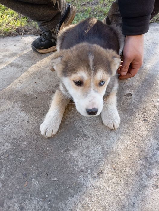 Красива дівчинка шукає дім та люблячу родину