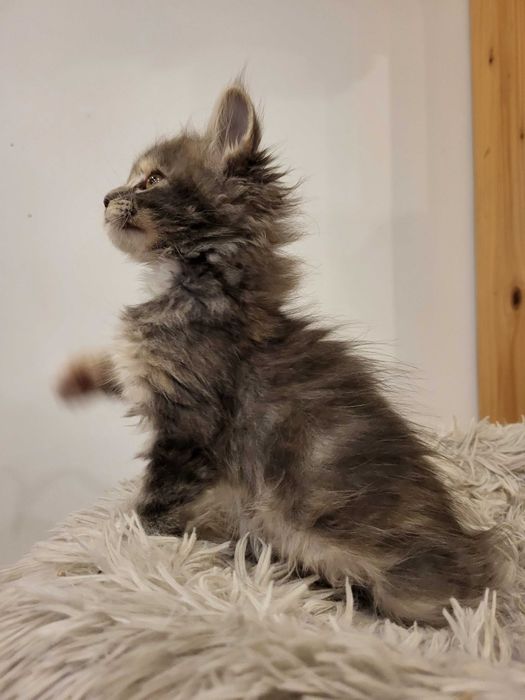 Holy Kotka Maine Coon