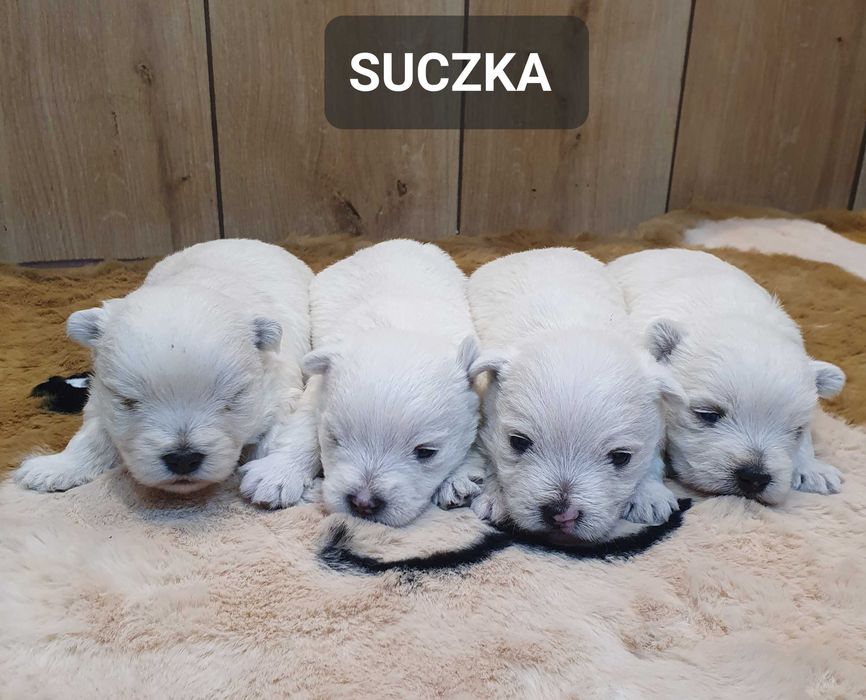 West Highland White Terrier - Śliczna suczka