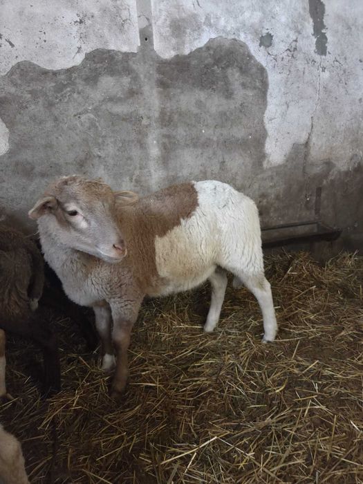 Młode baranki sprzedam