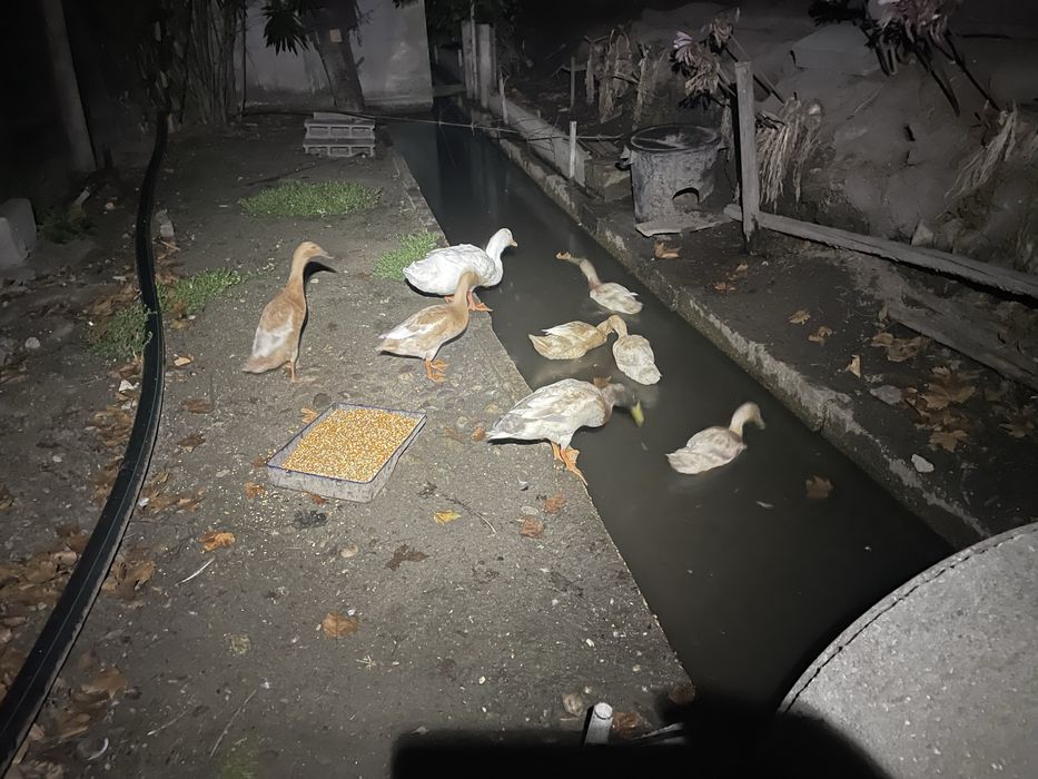 Patos corredores indianos