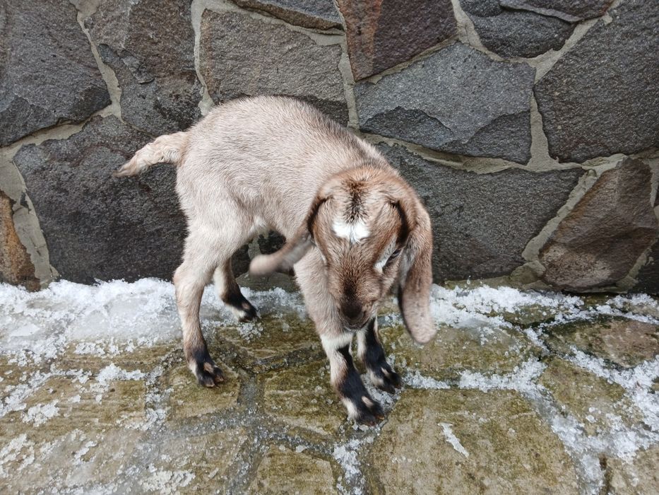 Продається цапик англо-нубійський