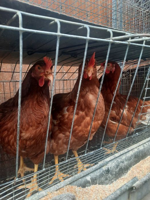 Несушка Ломан браун