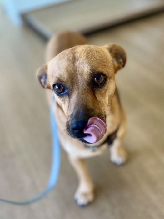 Buddy para adoção responsável