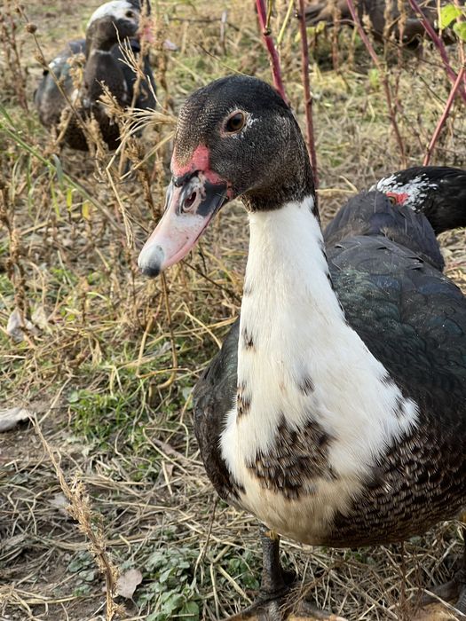 Продам тушку або живою вагою індиків, качок