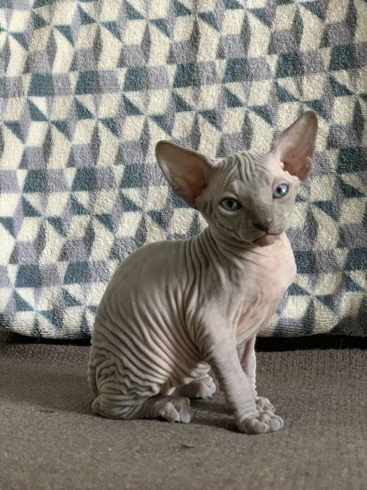 Канадський сфінкс