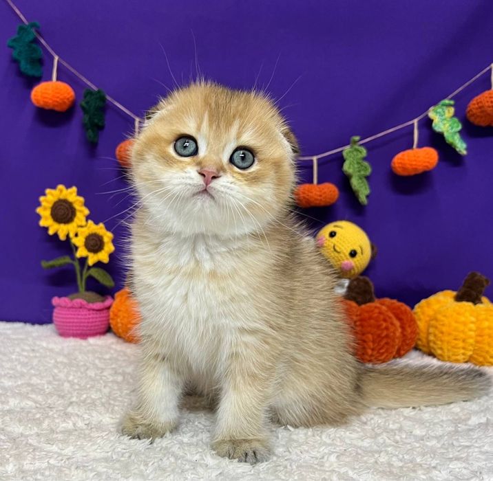 Кошенята ніжні муркотуни