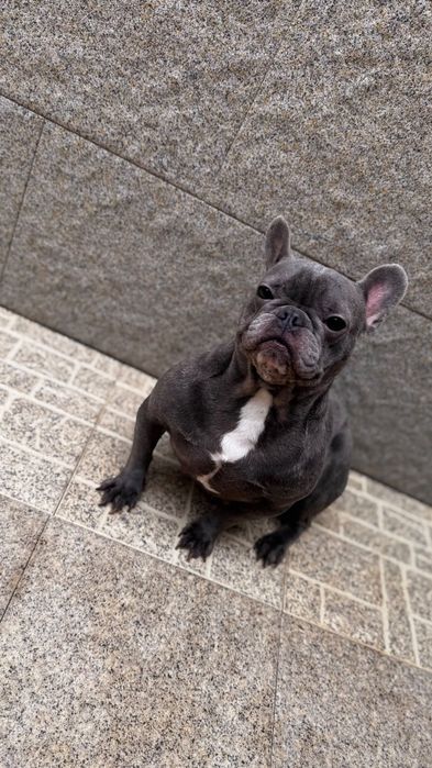 Bulldog francês blue