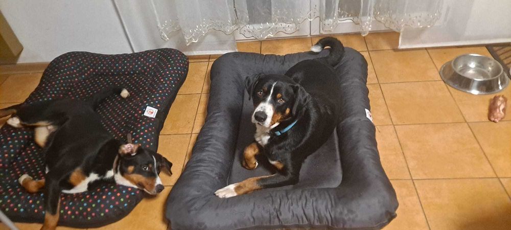 Szczeniak suczka rasy Appenzeller Szwajcarski pies pasterski