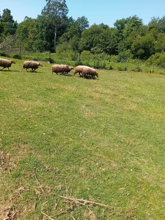 Ovelhas novas cruzadas lacune