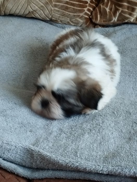 Shih tzu piękny piesek do odbioru