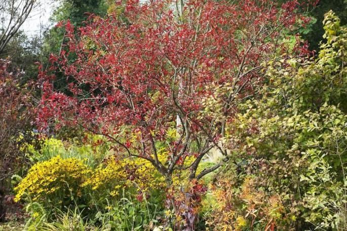 Trzmielina Pospolita Euonymus Europaeus wysokość Sadzonki 160 cm