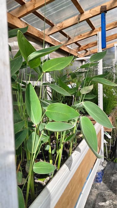 Roślinki rośliny wodne, rośliny do oczka wodnego