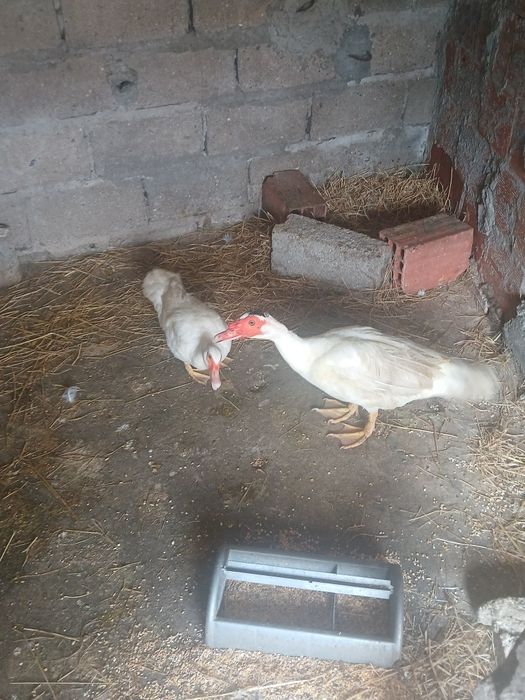 Vendo  um  casal  de  patos  criados em casa .