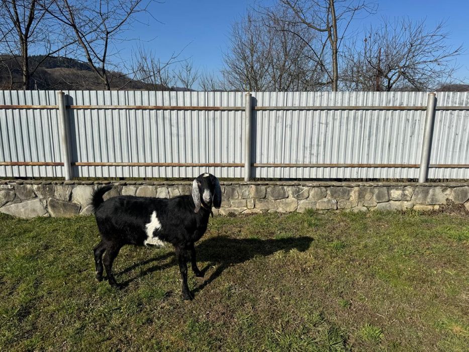 Англонубійські кози 100% чиста лінія