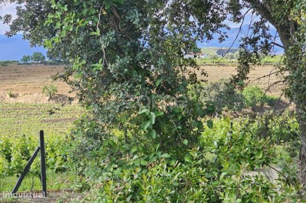 Terreno, Favaios