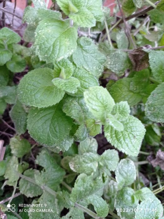 Садовое растение  мята, земляника