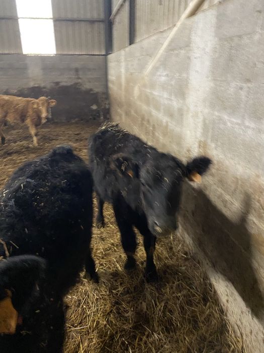 Vitelas Anguns para venda com rejisto