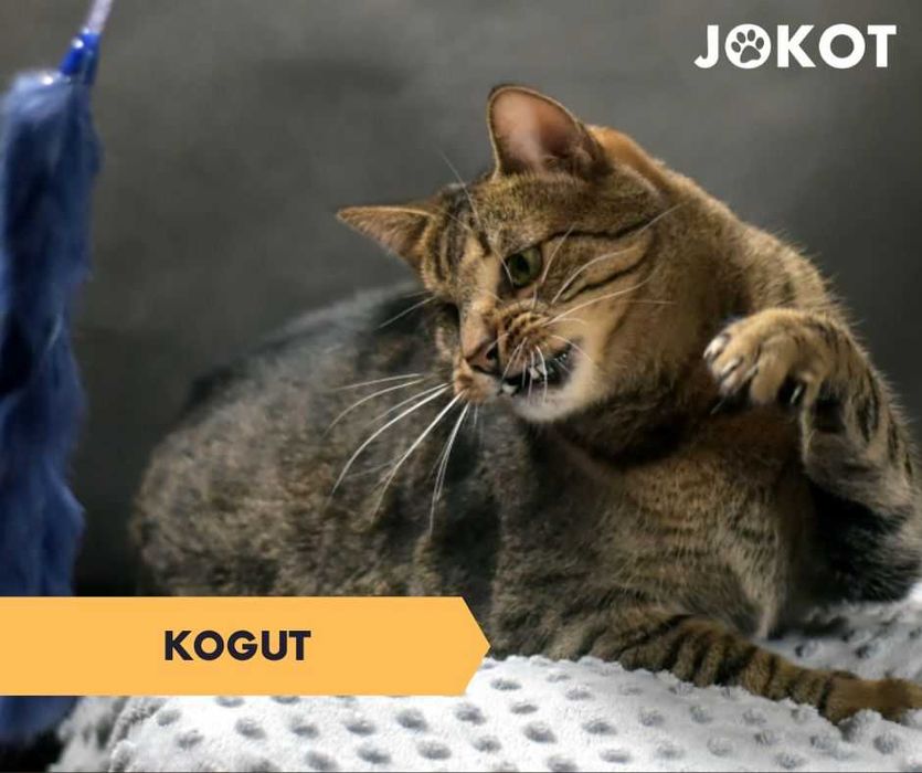 Dwa bure kocurki do adopcji w dwupaku ^-^