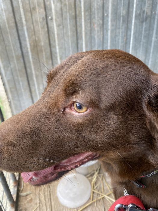 Piesek Tedi do adopcji