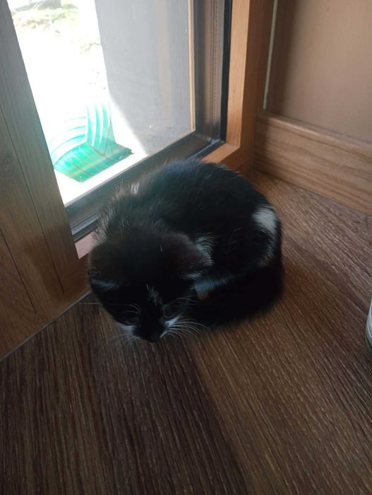 Oddam Kotka Śniezynka.  Szuka bezpiecznego domu