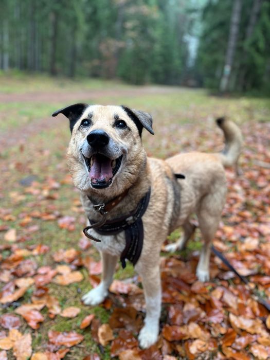 RUDOLF - piękny i spokojny pies