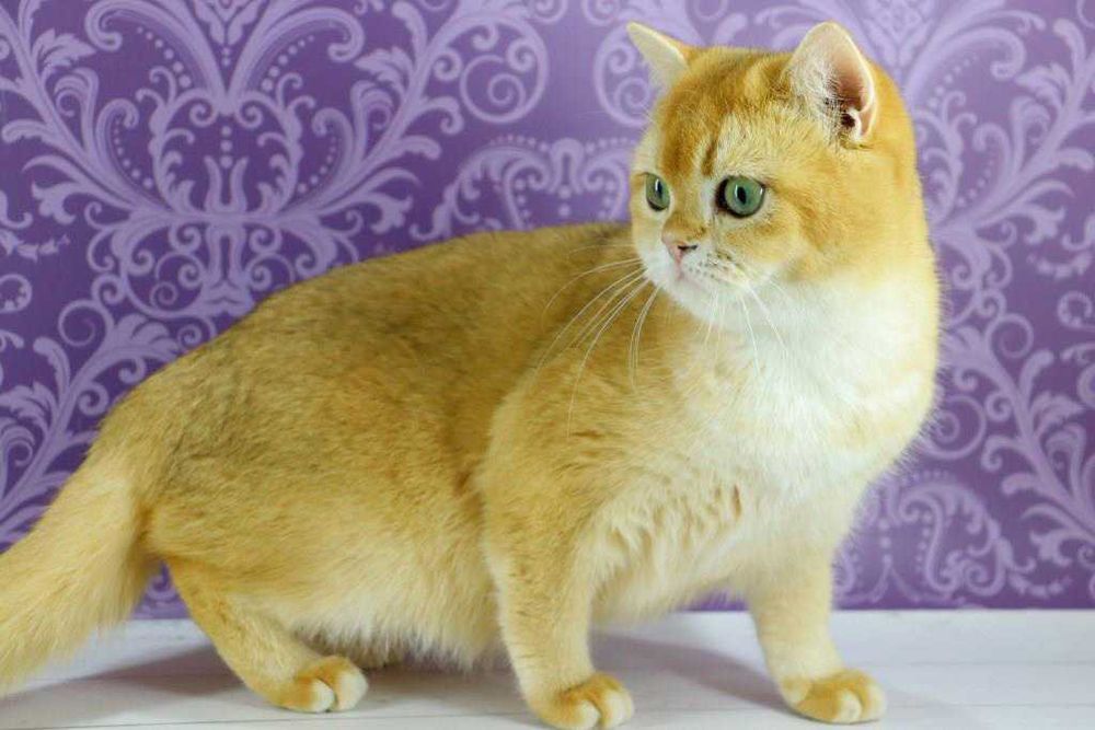 Чудесная золотая британская кошечка с прививками