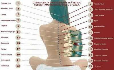 Деревянный массажер для спины ленточный игольчатый из колючей березы