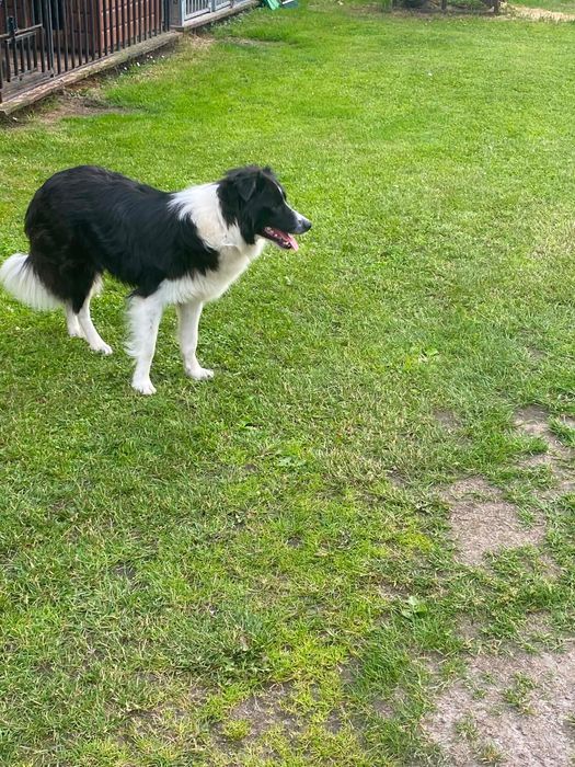 Border collie pies