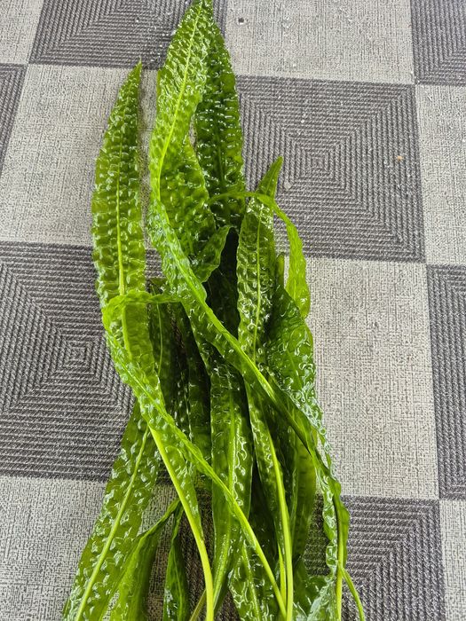 Sprzedam Kryptokorynę