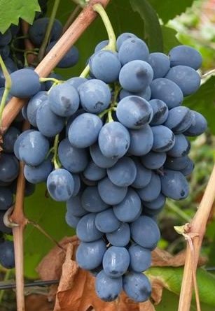 Продам виноград сорта Молдова и Кеша