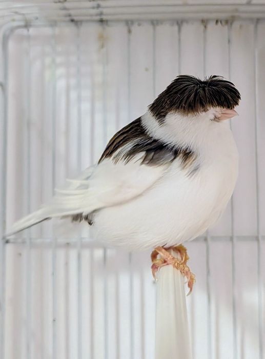 Canários Gloster