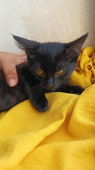 в добрые руки котенок. Котята ищут дом