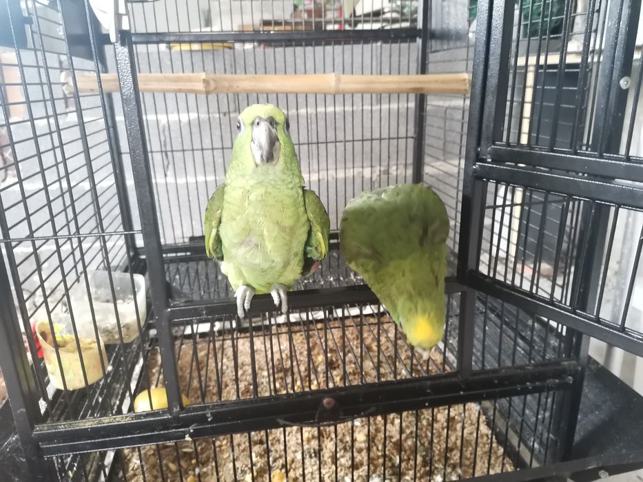 Casal de Amazonas ocrocephalas criados à mão