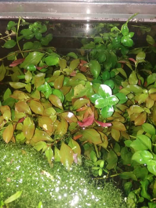 Акваріумні рослини. Пеціліі мікс.!