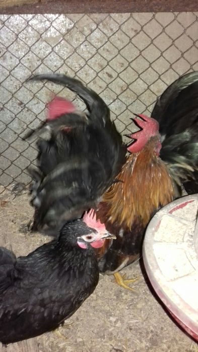 Маленькие  карликовые петушки