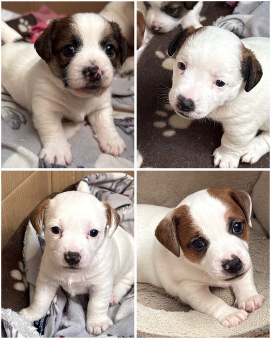 Цуценята Джек Рассел Терьєр документи КСУ