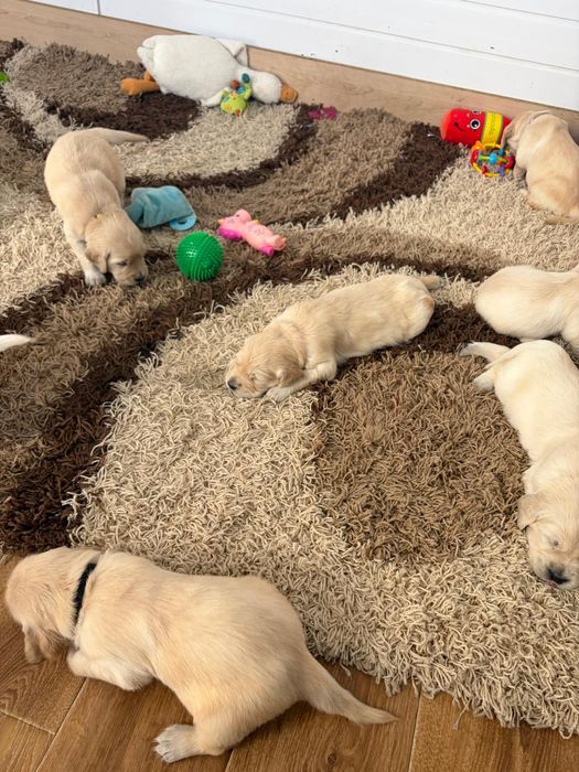 Golden Retriever zkwp Fci do rezerwacji