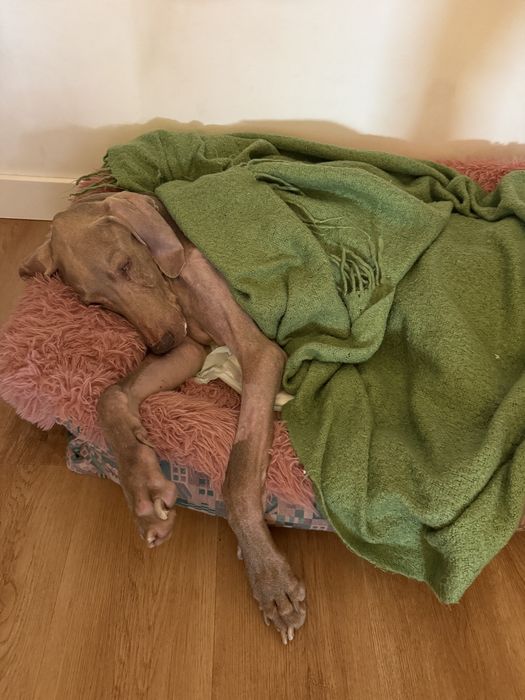 Pet sitting + pet boarding + dog walking