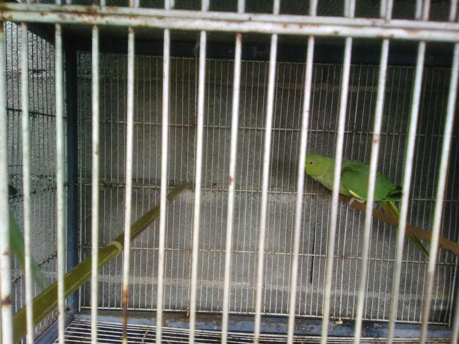 Troco ring necks por aves com o mesmo valor