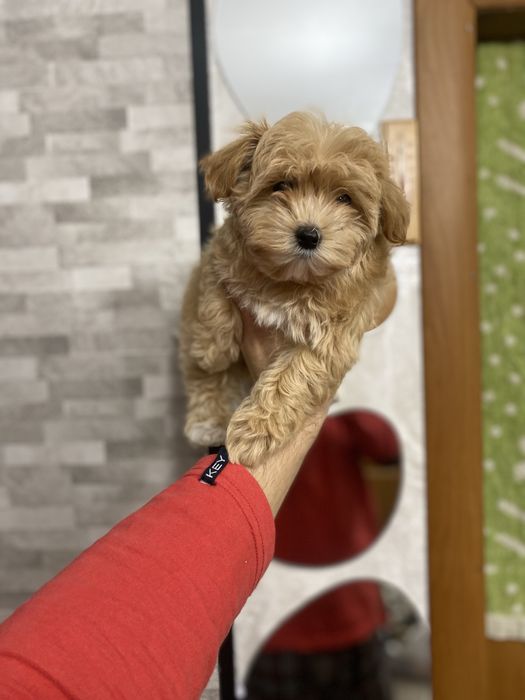 Гарненькі цуценята мальтіпу (мальтипу)