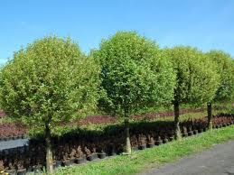 Klon lipa brzoza grab drzewa do nasadzen zastepczych obw pnia 20-30 cm