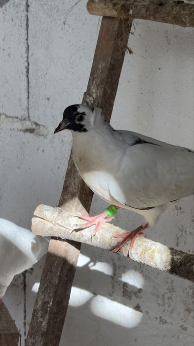 Vendo pomba viuvinha