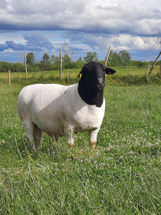 Вівці породи Дорпер