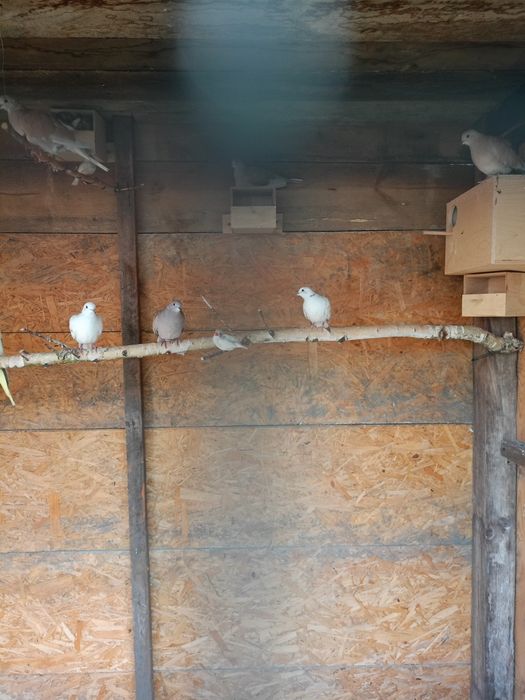 Zamienię gołąbki cukrowki na papugi kanarki