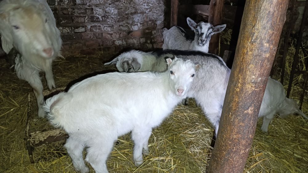 Цапик. Цапики на проведення. Ламанча і альпієць